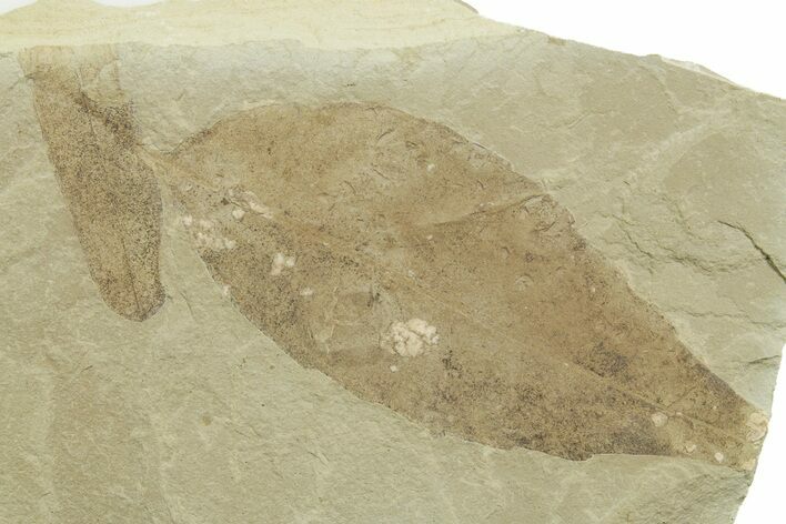 Fossil Leaf (Allophylus & Caesalpinia) Plate - Utah #368734
